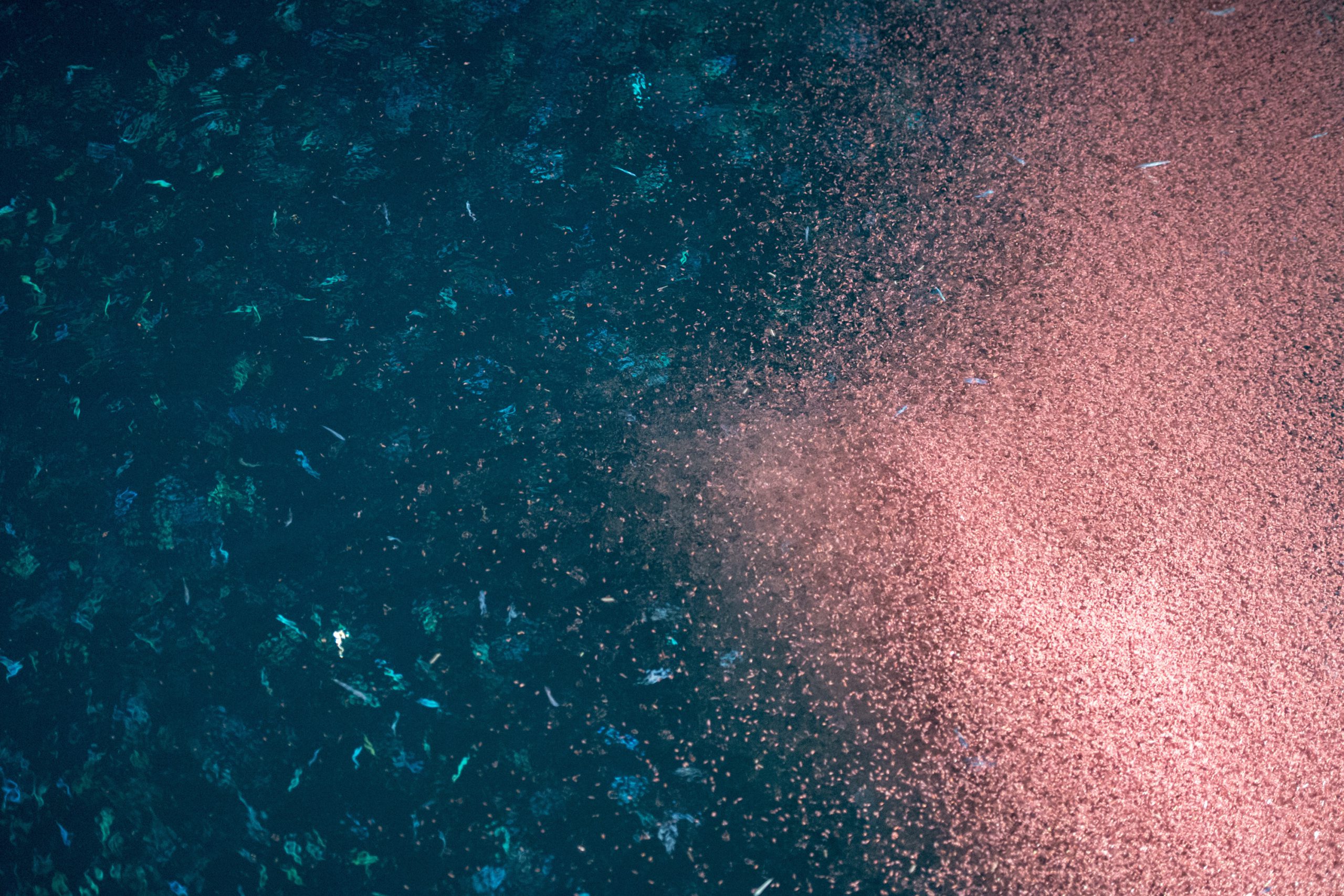Krill,In,The,Sea,Macro,Detail